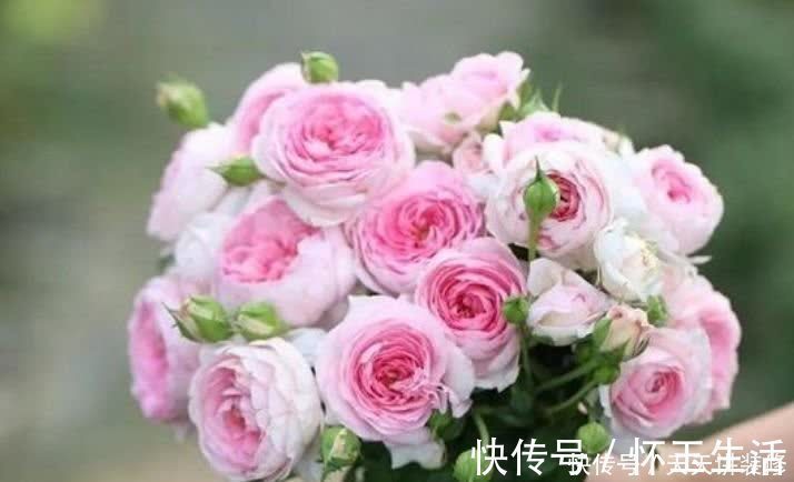 养花就养盆颜值高的花卉,花香四溢,花朵烂漫迷人,开花一簇簇!