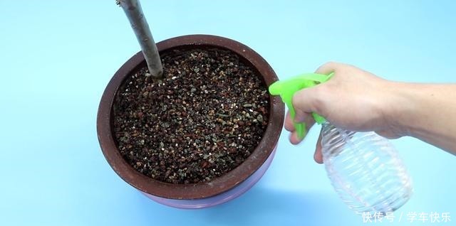 西红柿烂了别丢,越烂就越好,以前丢掉都浪费了!