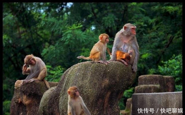  打败|打败六耳猕猴后，孙悟空为何再也没有回过花果山？原因很简单！