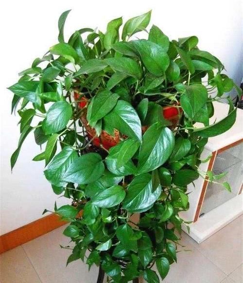 四季不黄叶|最厉害的养花营养液,给花喝一勺,四季不黄叶,新叶窜不停!