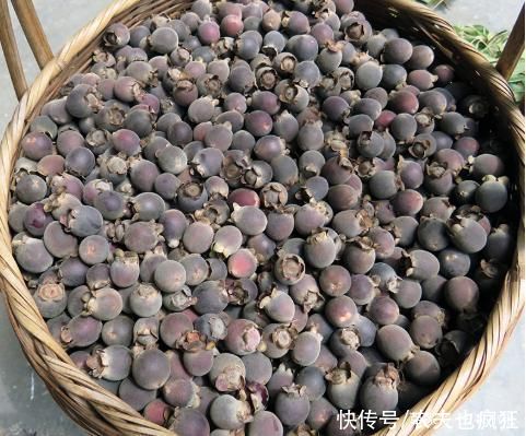 龙葵|8月若在农村度假,这份野果采摘指南送您,吃过3种以上是“大佬”