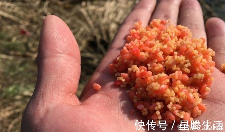 上钩的鲫鱼不够大？三十年老钓手：冬天不用这狠招就亏大了