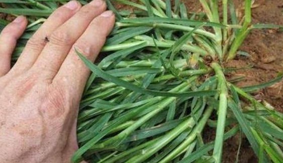 农民朋友|农村茅厕边人称“踩不死”的野草，农民见到就烦，治风湿却有奇效