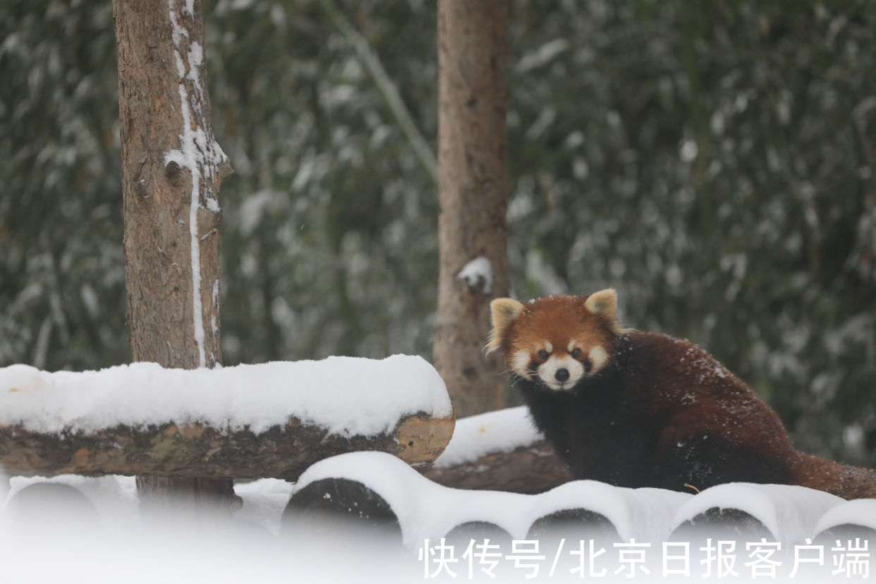 美景|立冬恰逢初雪，北京号带您“云”赏雪后美景