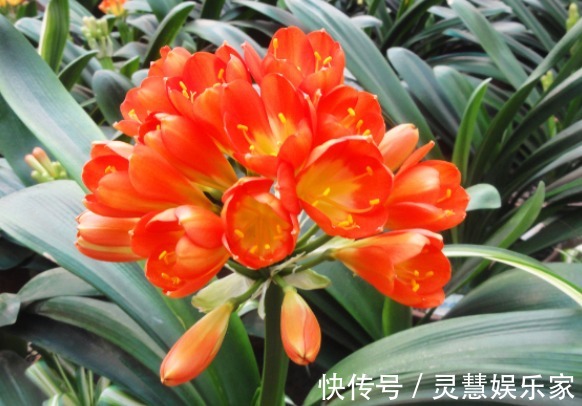 马虎|君子兰生长旺盛，摆放位置不能马虎，你家的君子兰位置摆对了吗