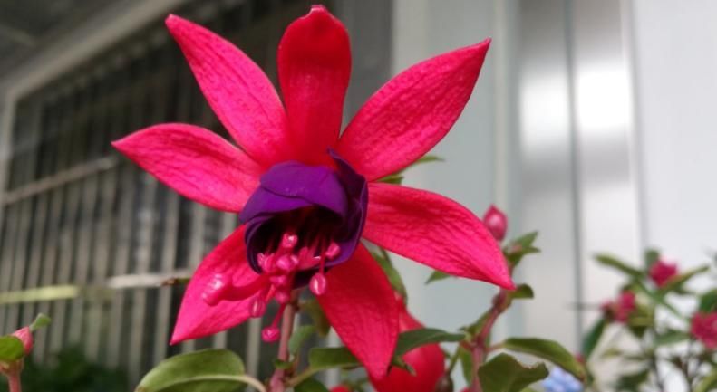 长期盆栽养花种草，土壤易板结该怎么预防？从浇水施肥下手