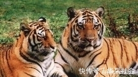 性格|不同年份出生的属虎人，性格与运势大不一样，你家有属虎人吗？