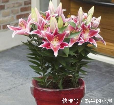 百合花|5种花适合“穷养”，小盆挤一挤，浇水懒一些，反而长势好