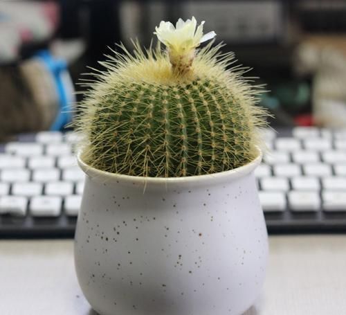 家里万万要养这几种植物，对家人身体健康有益，有钱人一早就明白