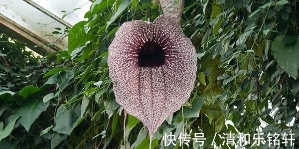 植物界奇葩TOP20，眼界又被刷新了！