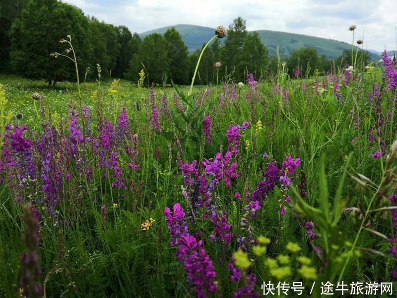 美丽的锡林郭勒大草原，最纯正的蒙元文化，最原始的游牧牧场