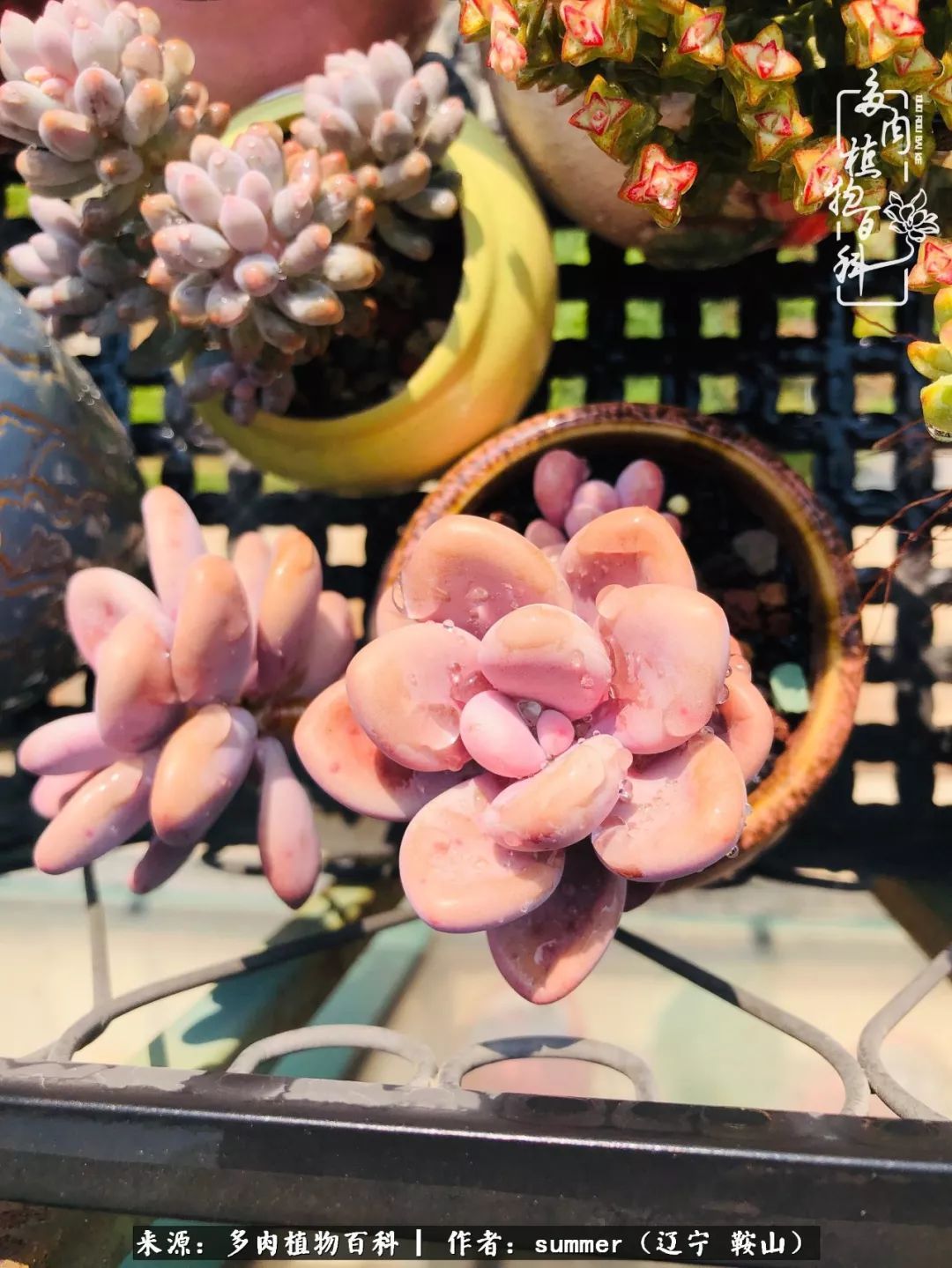 活着即是王道！我和我大东北的多肉们！