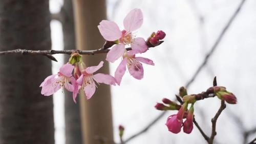 美炸！珠海这片粉红“花海”免费开放啦！趁还没火赶紧去…