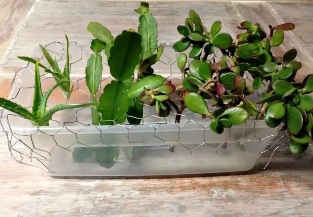 过完寒冬,多肉又干又瘦该怎么办?扔水里养养,1星期就长胖