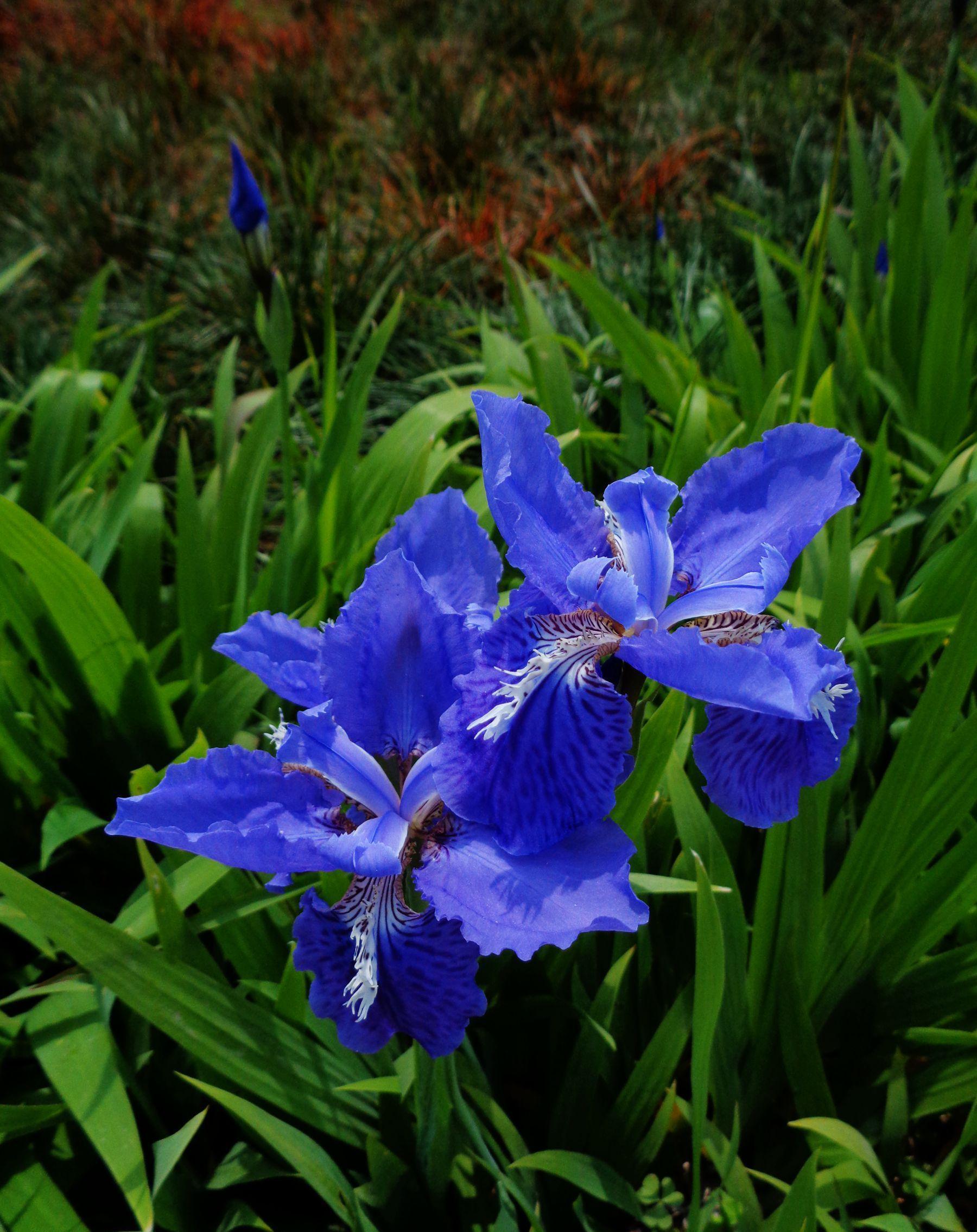 养花试试这几款，颜值高，寓意好，非常适合摆放在客厅或书房