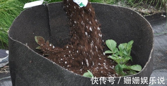 如何用一个塑料袋种植土豆想吃新鲜有机土豆的进来