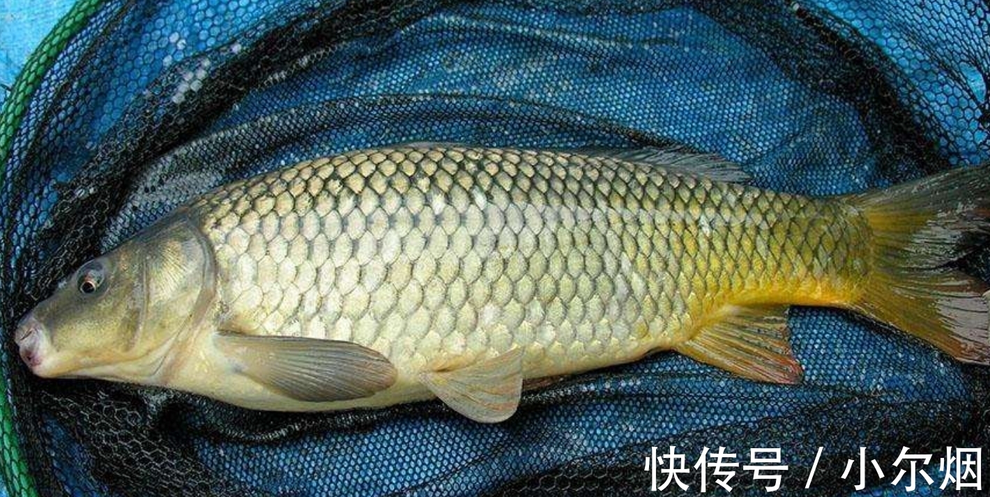 茶匙|鲤鱼5种最好吃的做法，每种都营养美味，看看你喜欢吃哪种？
