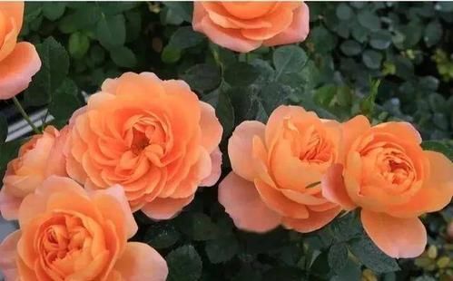  果汁阳台|小白养月季选它，养护简单，四季开花，是阳台盆栽佳品！