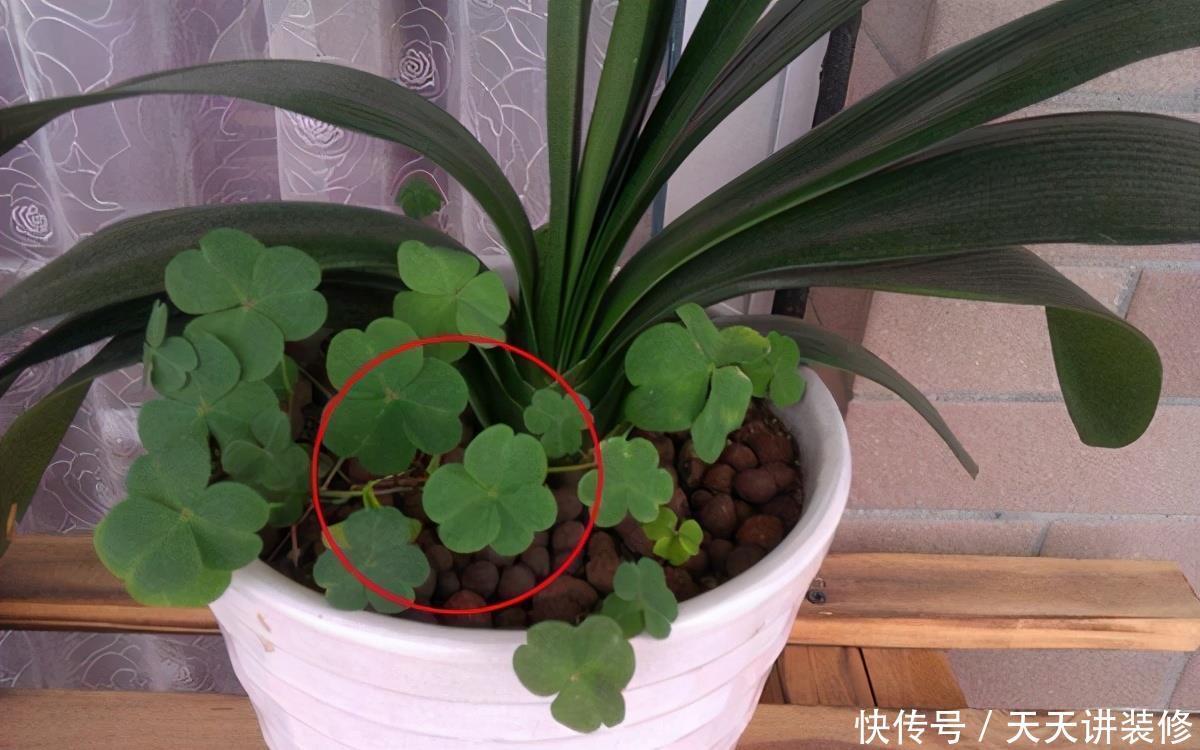 危害|花盆里有些“杂草”,都是大祸害,见了赶紧拔,危害大