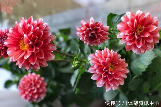 美丽若牡丹，花期超半年，植株低矮，养护容易，阳台盆栽养花选它！