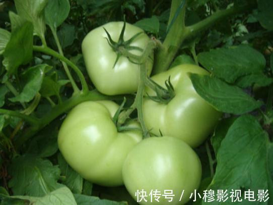 西紅柿|肝臟最怕的5種食物，傷肝又傷胃，看看有你喜歡的嗎？