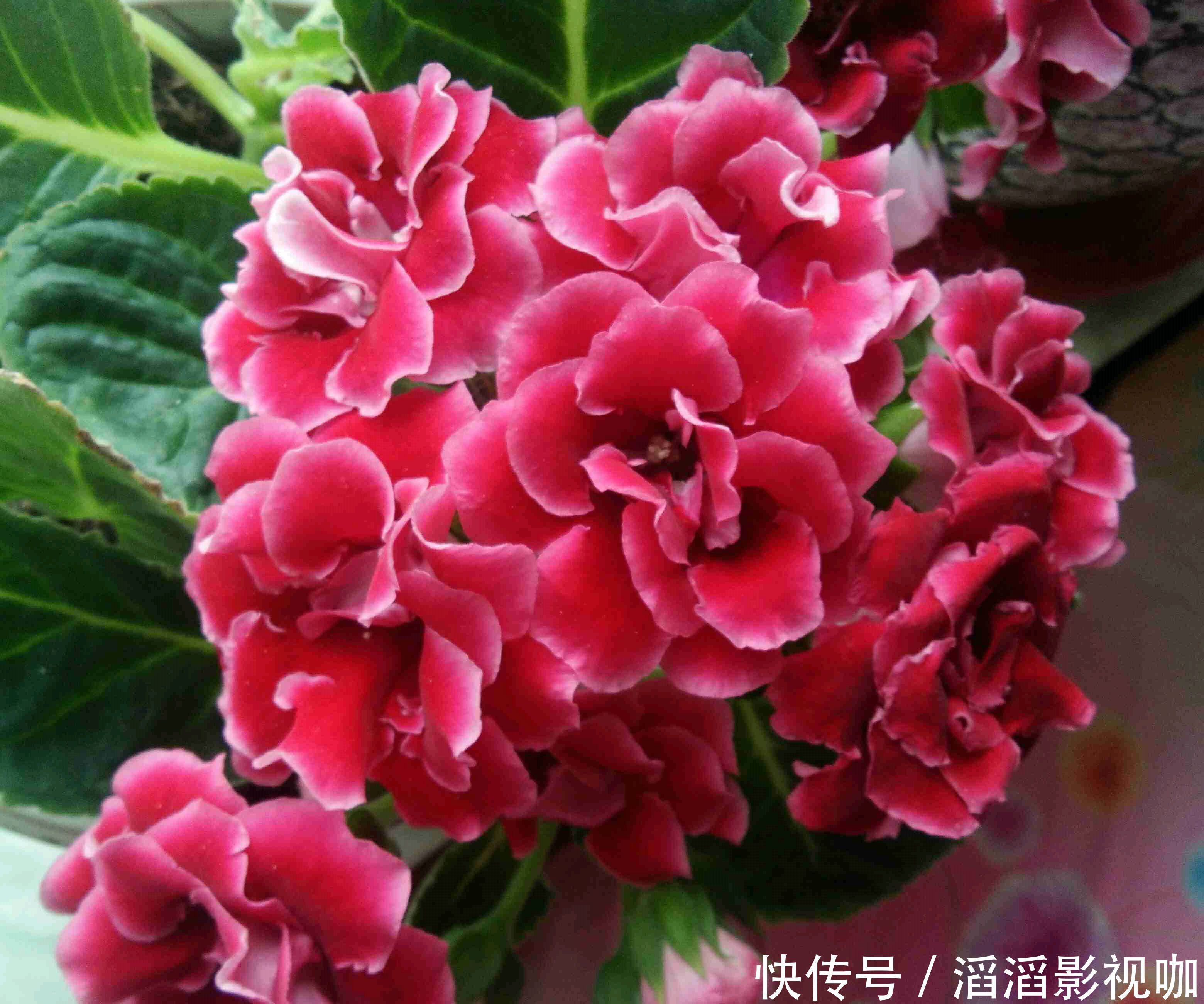 爆盆|大岩桐扦插生根不发芽只需换个位置,快速抽枝发芽,开花赛牡丹