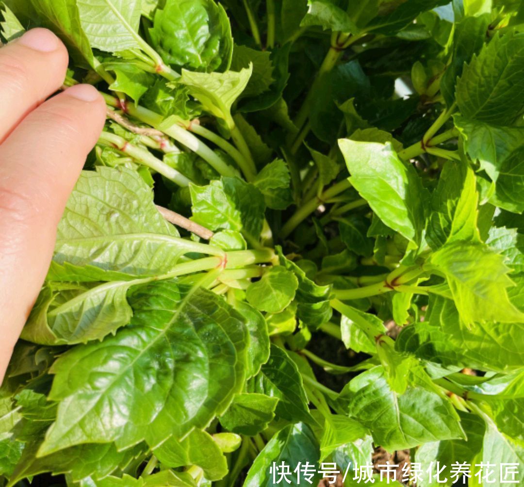 绣球花在冬季用了鸡粪做基肥，绣球花终于长成了我讨厌的样子