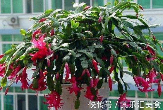 蟹爪兰叶片发黄,都是4个方面造成的,此样预防黄叶很有效