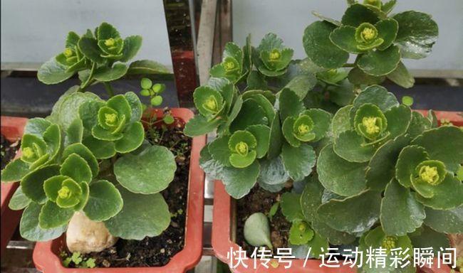 养护|你知道长寿花长花苞后该怎么养护吗