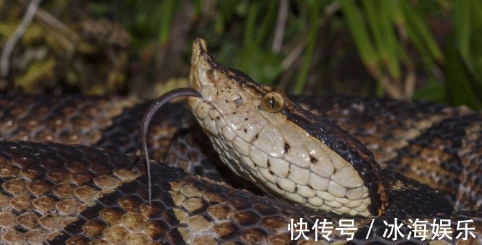 生态平衡@被五步蛇咬了只能“走5步”?专家:骗人的!你可能五步也走不完