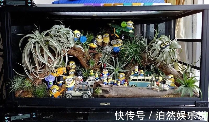 5种客厅“懒人花”,耐阴又耐旱,天天不管它,挤出满盆大笋芽