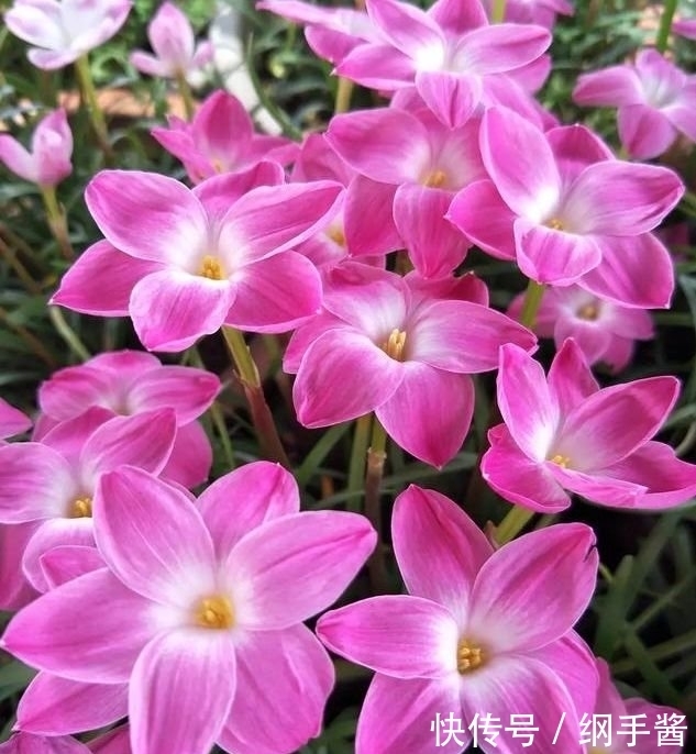 4种花养家里,看了就让人沉醉,年年开花不断,美!