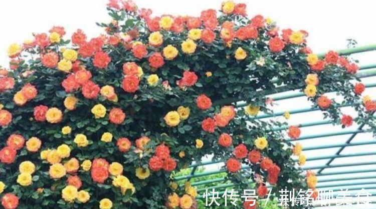 花海|夏天就养4种花，好养易活，开花多，开花200天，家里开成花海！