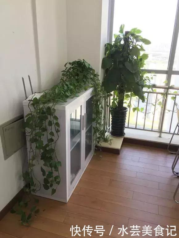 这6种花是“天然净化器”,家中养1盆,潜伏的甲醛也会吸干净!