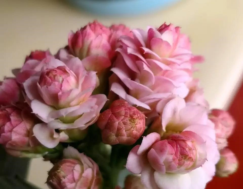 75个长寿花品种，一个比一个美，一起来认识一下吧！