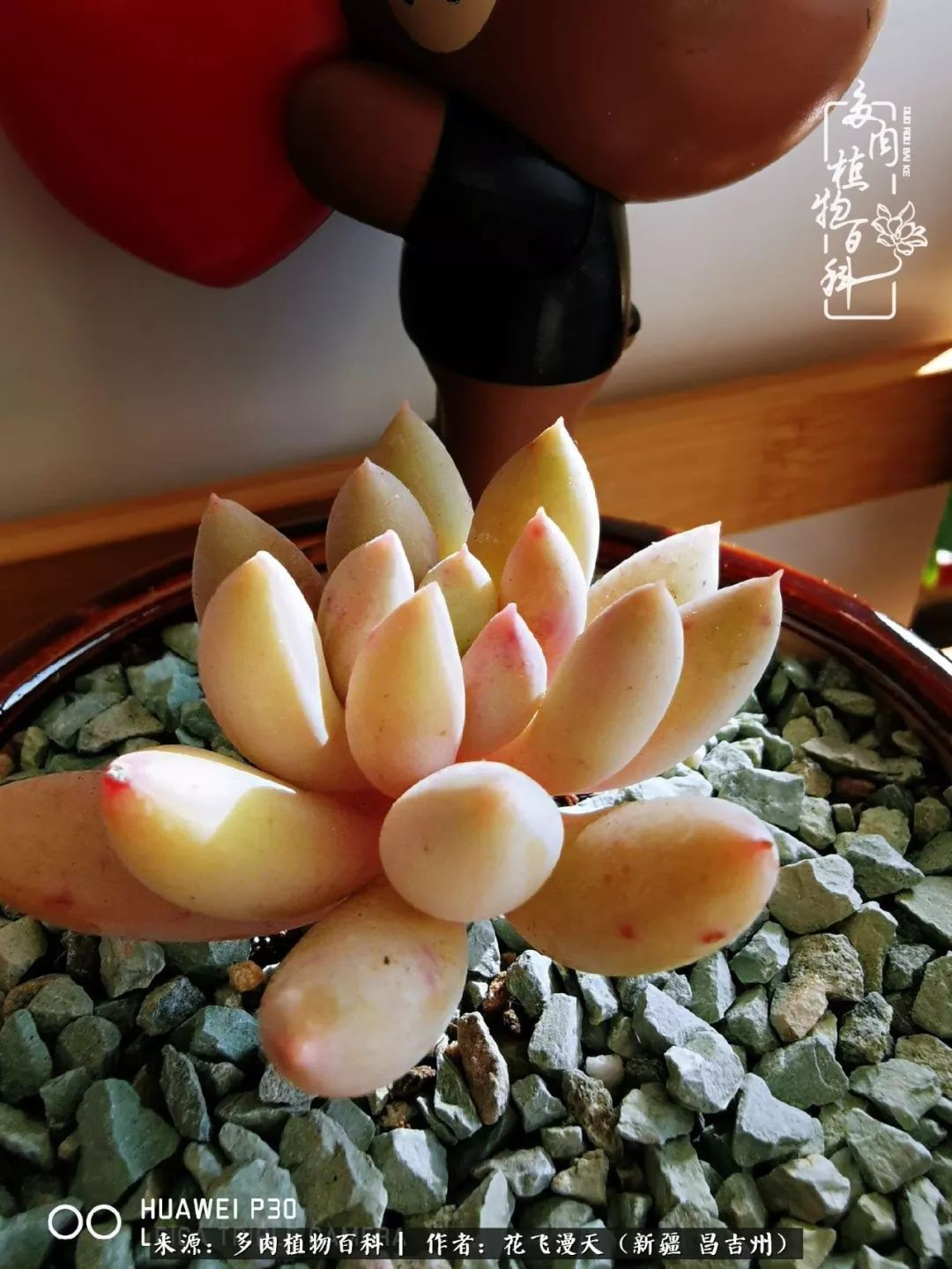 对多肉是发自内心的喜欢，心甘情愿被它们俘虏！