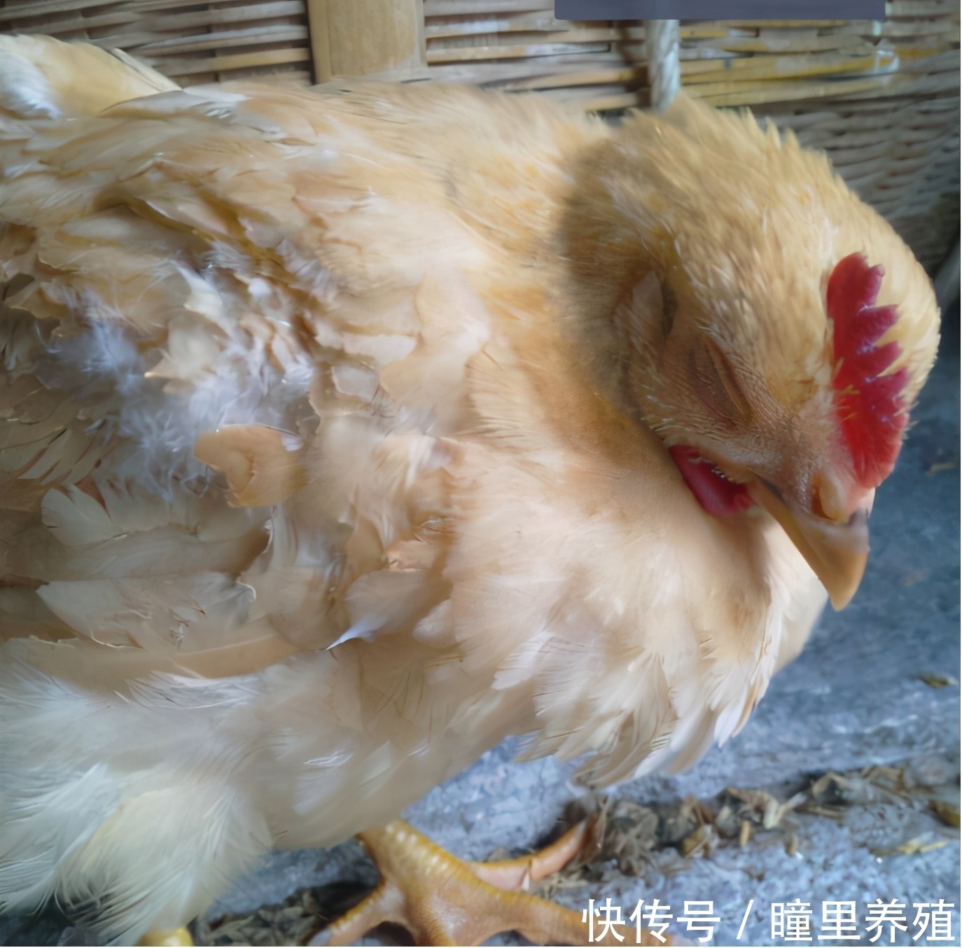 鸡肿头肿眼肿脸 土鸡半边脸肿 是哪些疾病