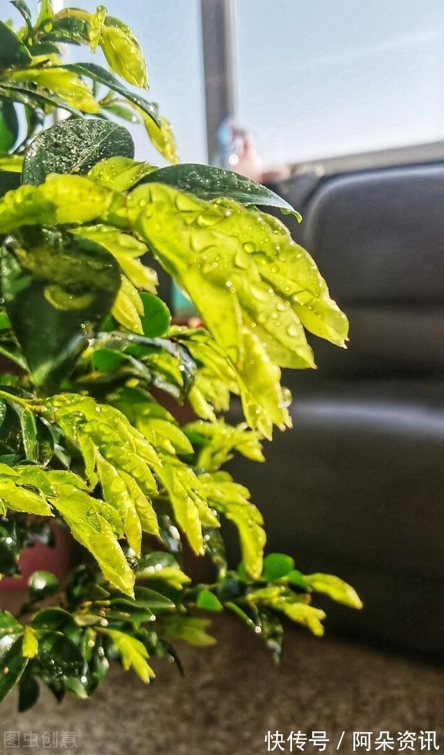 价值|院子里有空地,就种“四大名贵树”,越大价值越高