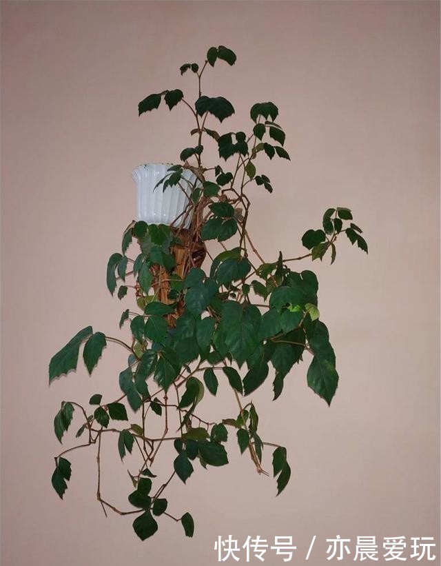 常春藤|卧室就养4种花,“养人”又养气,不是没有道理