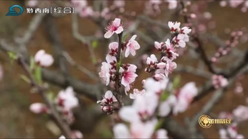 【财经关注】义龙：17000亩桃花绽放 游客沉醉十里“花海”