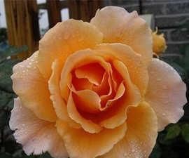 推荐6款波浪边月季,又香又勤花,新手也会养,值得拥有