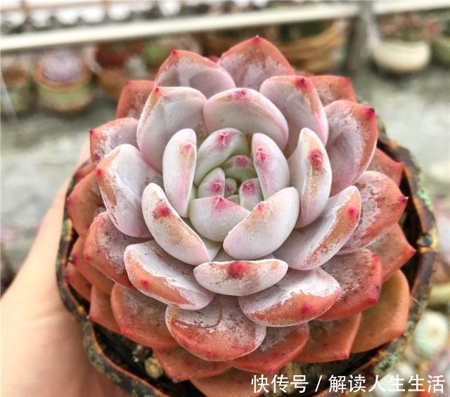 多肉养护“喷水”是绝招，养出“极品红”多肉，红红火火迎新年！