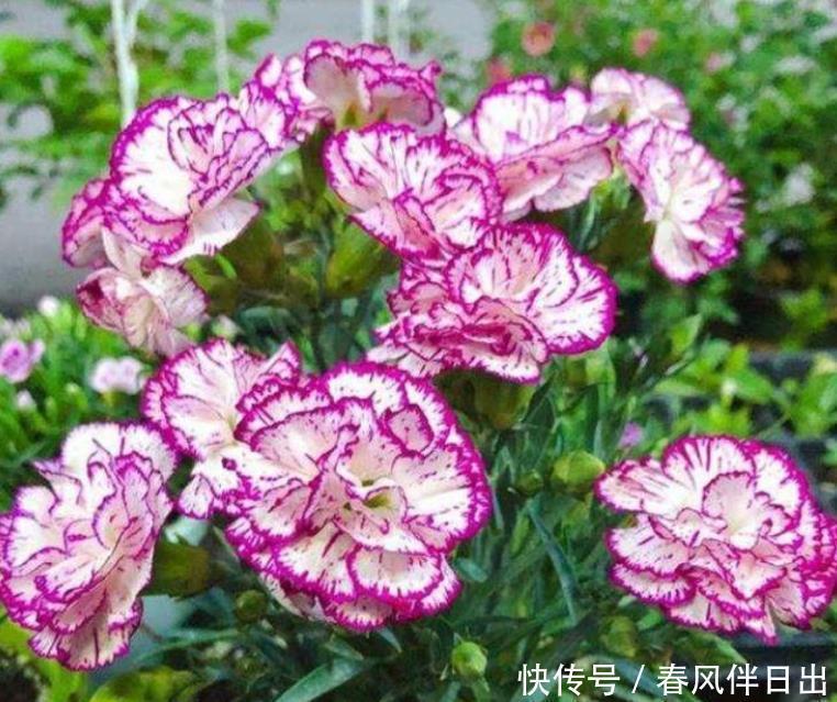 口红花|3种花养在家里，一整年都有好运气，养在哪里都爆盆，好运到来