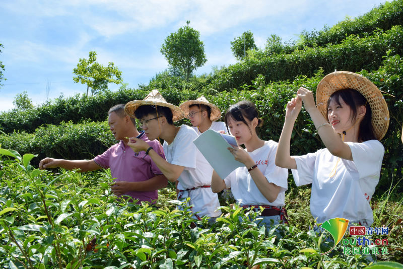 高山美人茶|品高山美人，悟多彩人生