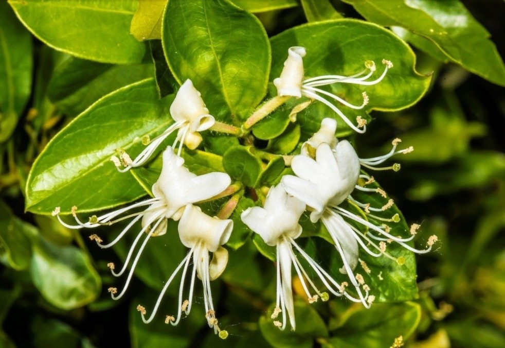 妇科病|金银花和此草一起煮水，就是“黄金搭档”，排出污血，告别妇科病