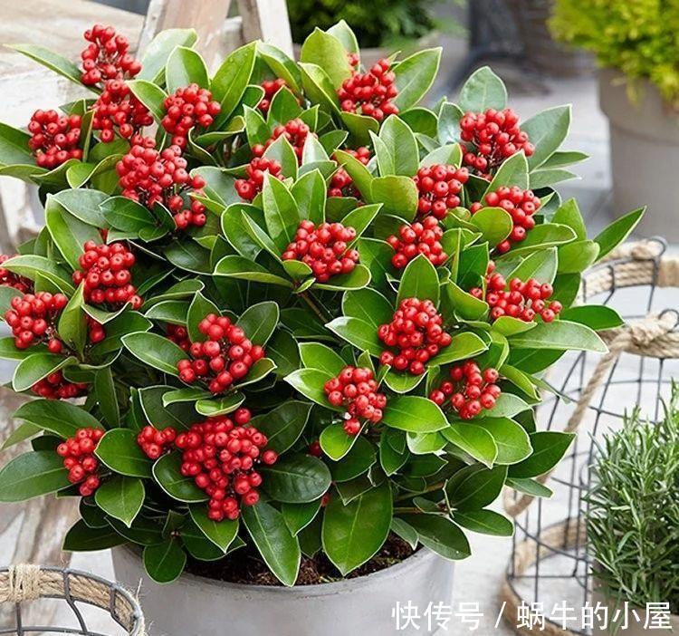 不同环境适合养的盆栽花卉,选合适自己的开花植物很重要