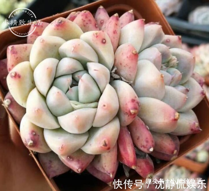 缺水|新手养多肉，看一看捏一捏，轻松掌握浇水，不必再用“3年功”