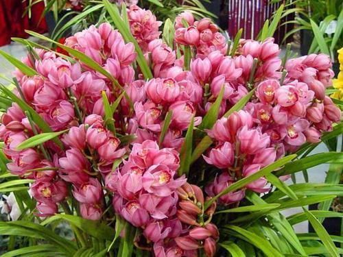 荷花|美过荷花,香过桂花,一年四季花开不断,连玫瑰都自愧不如