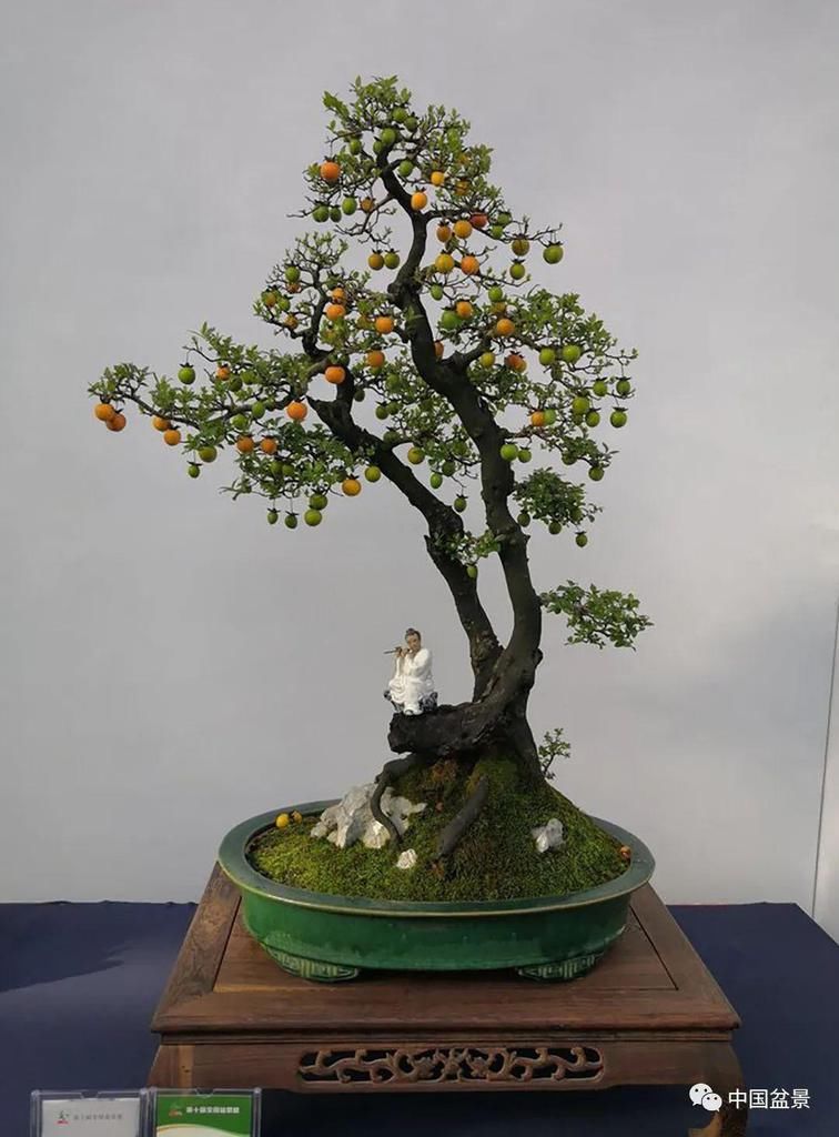  制作|盆景制作中的气、势、神、韵如何表现！静态和动态相结合是精髓