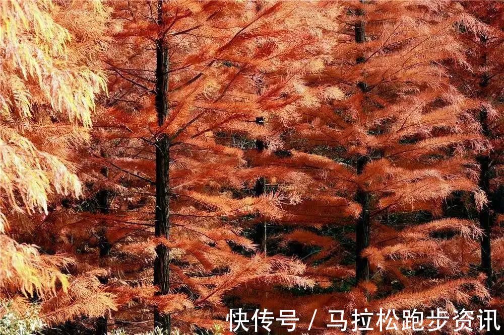 半程马拉松|倒计时2天!2022年首场金牌马拉松新闻发布会及报名即将开启!